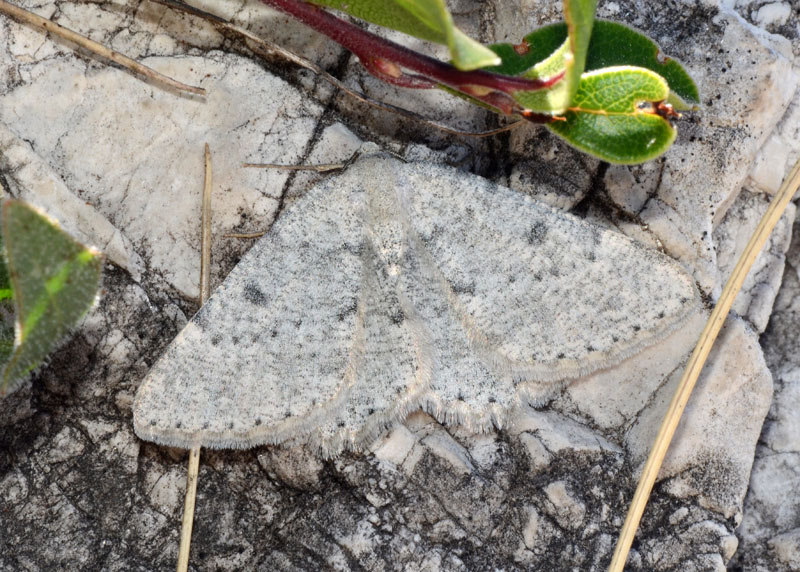 Rhopalognophos glaucinaria ssp etruscaria